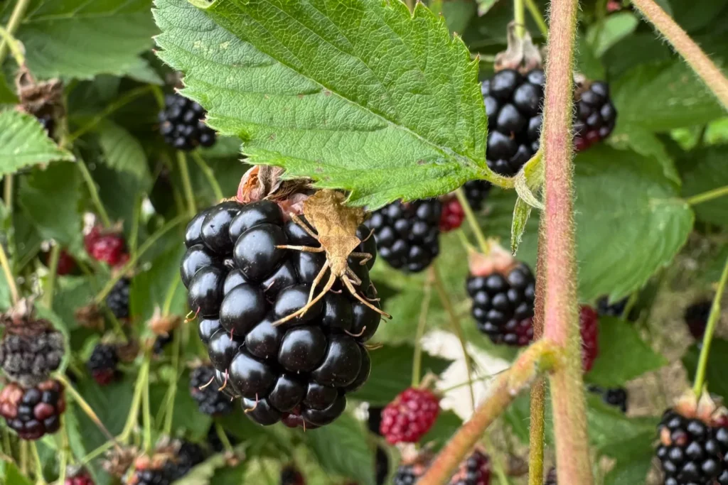 Reife Brombeeren an einem Strauch