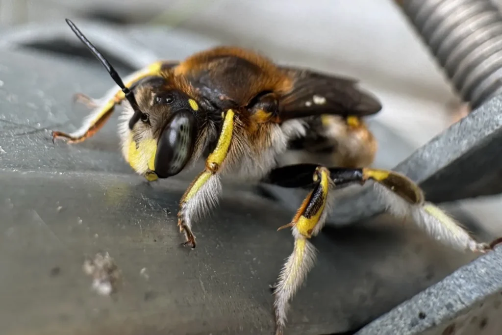 Große Wollbiene (Anthidium manicatum) auf einer Regenrinne, sichtbar mit ihrem charakteristischen, behaarten Körper und den auffälligen gelben Markierungen.