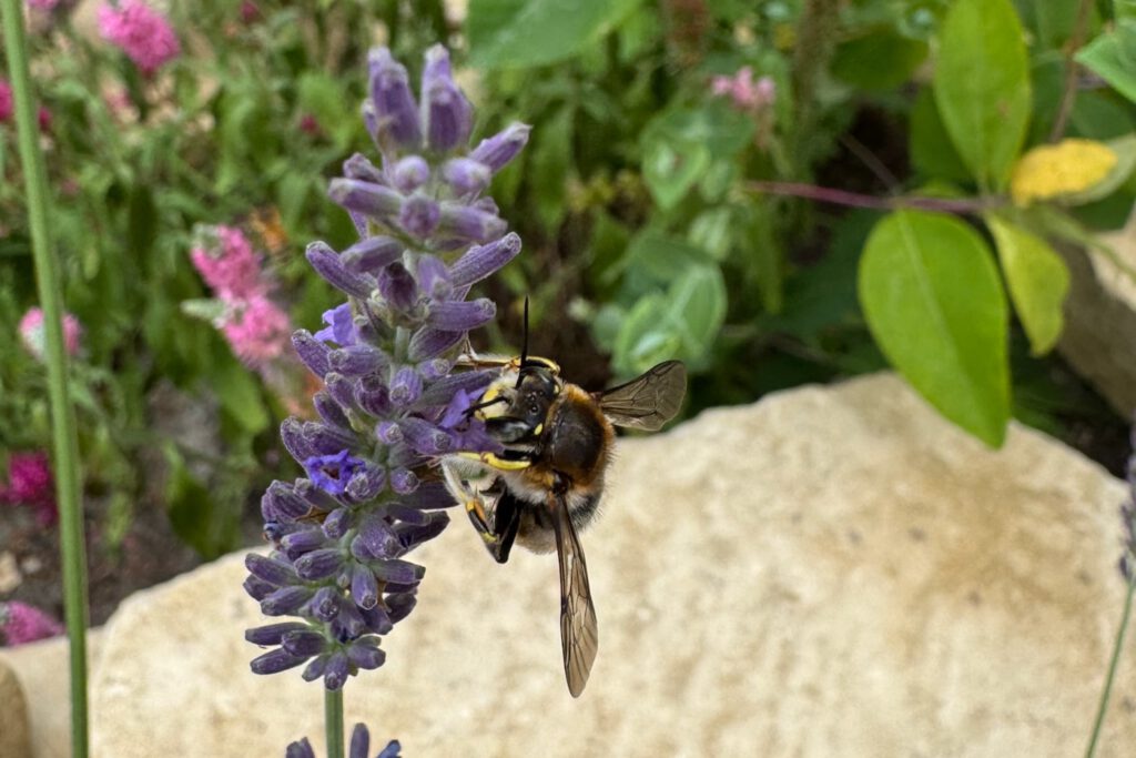 Eine Große Wollbiene sitzt auf einem blühenden Lavendel.