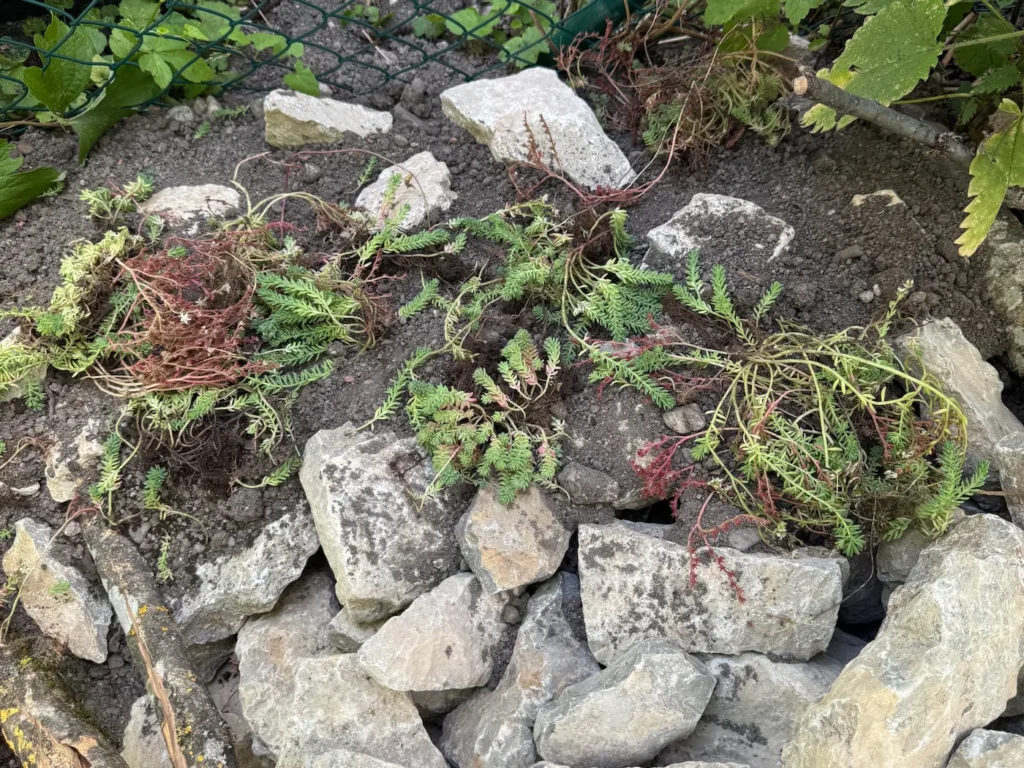 Mit Sedum bepflanzter Steinhaufen.