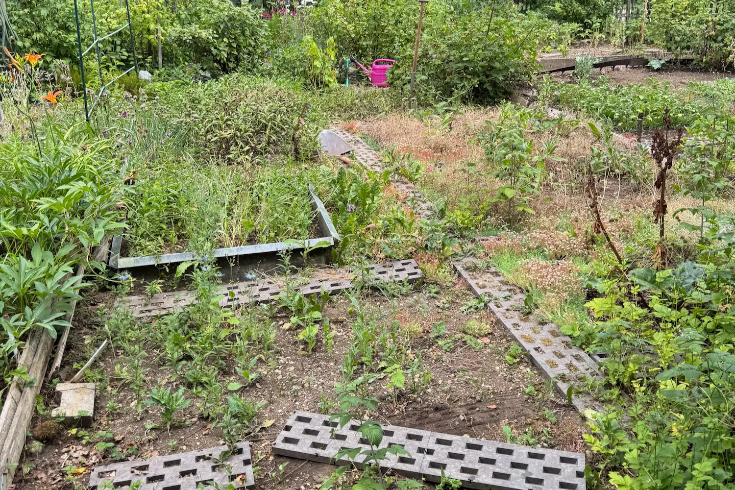 Verwilderte Fläche in ein fruchtbares Beet verwandeln – wir zeigen dir Schritt für Schritt, wie du dabei am besten vorgehst