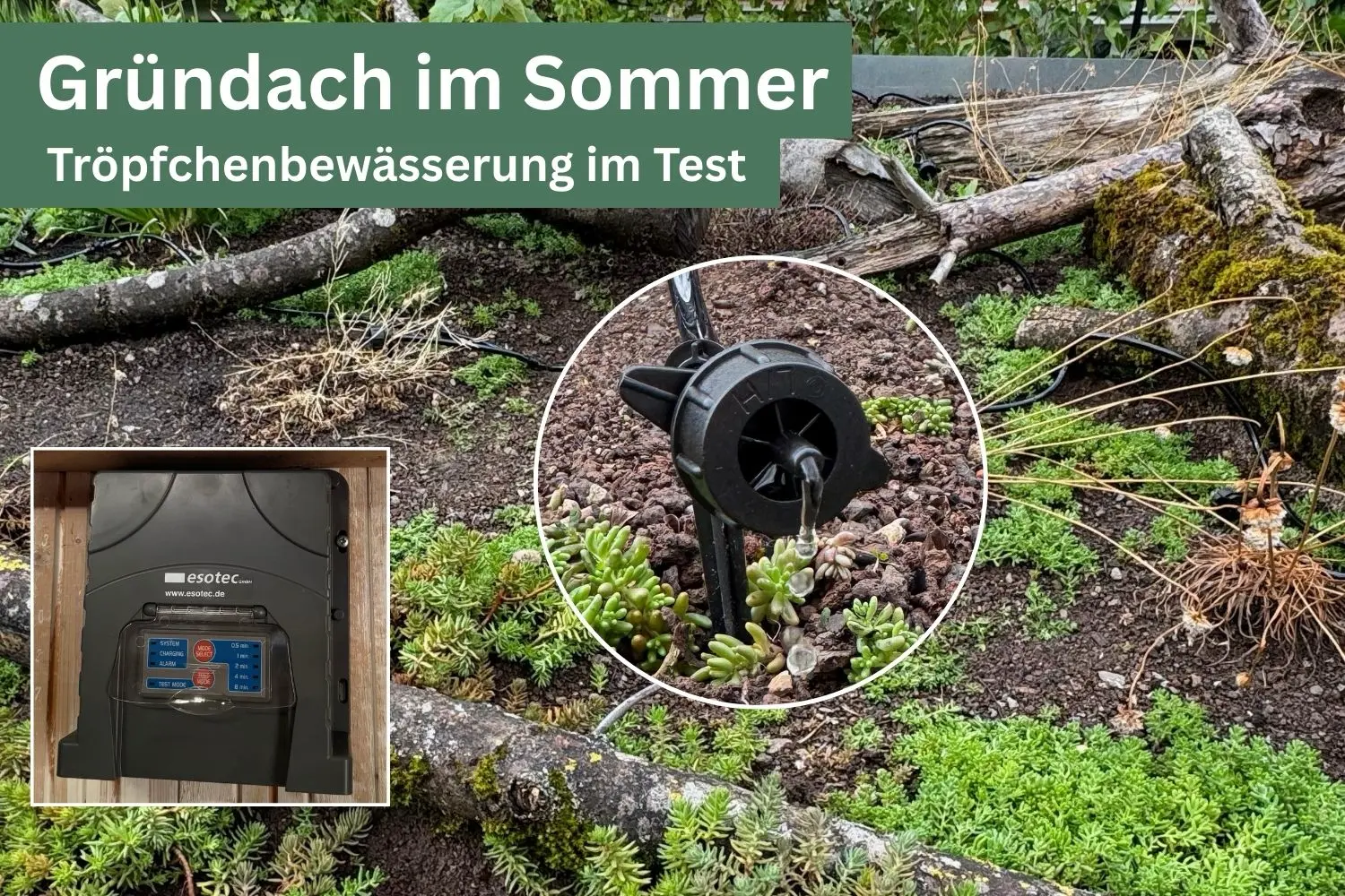 Gründach-Bewässerung mit Regenwasser & Solar: Unser Erfahrungsbericht