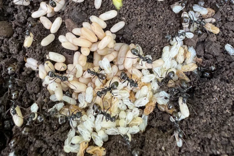 Ameisen im Garten bekämpfen: Natürliche Methoden und Tipps Nahaufnahme von Waldameisen und deren Eiern.