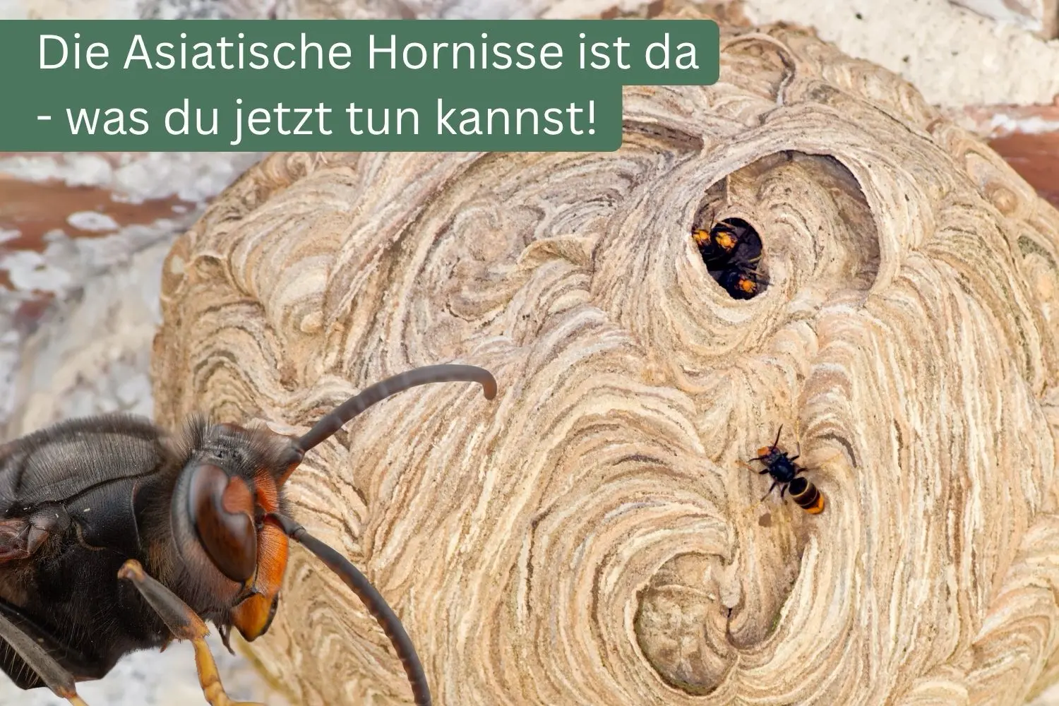 Die Asiatische Hornisse ist da – was du jetzt tun kannst