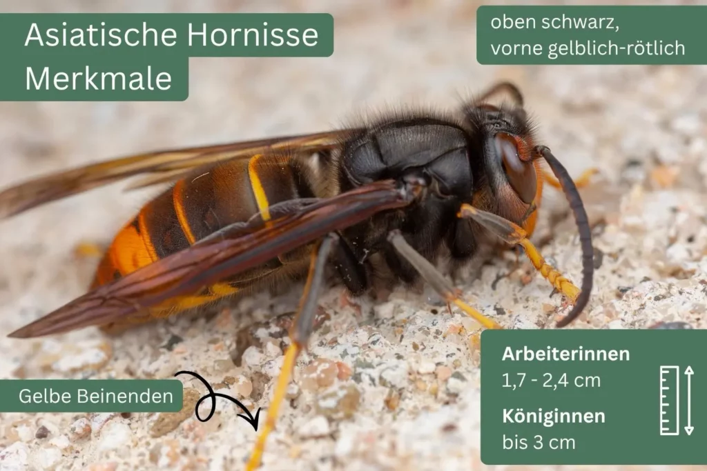 Nahaufnahme einer Asiatischen Hornisse mit dunklem Körper, orangegelber Hinterleibsbinde und gelben Beinenden. Beschriftungen erklären ihre Erkennungsmerkmale und Größe