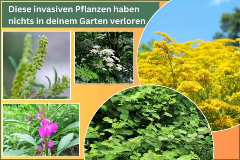 Teaserbild mit Fotos von invasiven Neophyten.