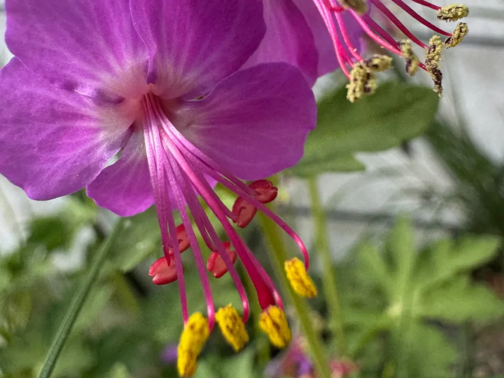 Nahaufnahme einer pink-violetten Blüte des Balkan-Storchenschnabels