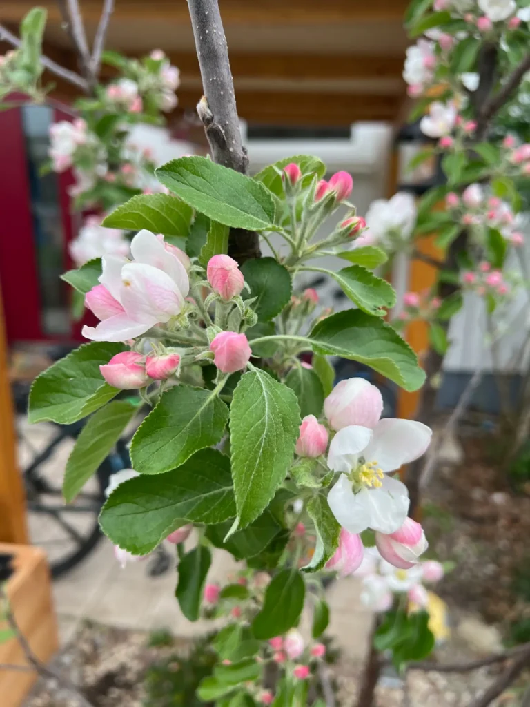 Blühender Apfelbaum mit zarten rosa-weißen Blüten im Frühling