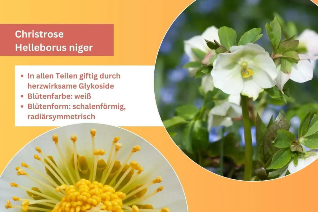 Weiße Christrose in voller Blüte
