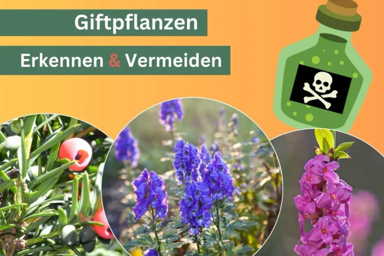 Collage mit giftigen Pflanzen in Deutschland: Eibe mit roten Früchten, blauer Eisenhut und rosa Seidelbast, dazu Schriftzug Giftpflanzen erkennen & vermeiden