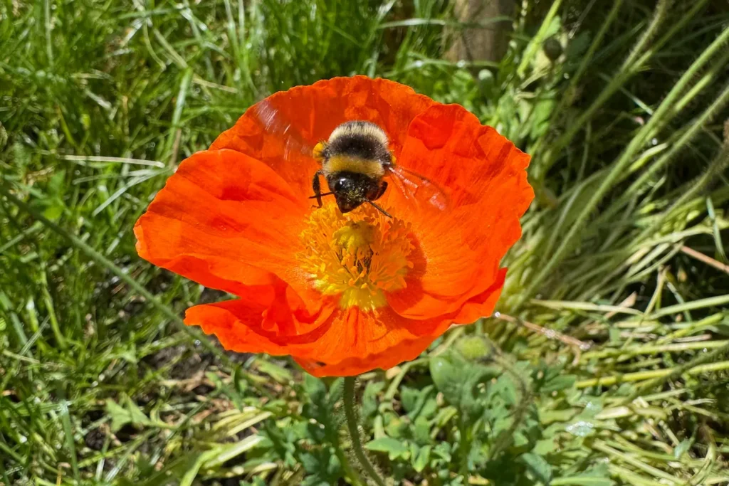 Orangefarbene Mohnblume mit Hummel im Zentrum bei Sonnenschein