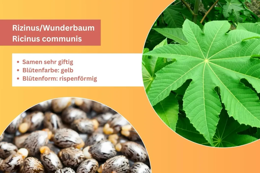 Wunderbaum mit großen handförmigen Blättern und dekorativen Samenständen