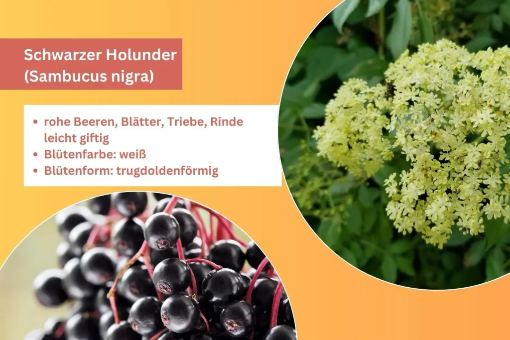 Holunderstrauch mit weißen Blütendolden und schwarzen Beeren