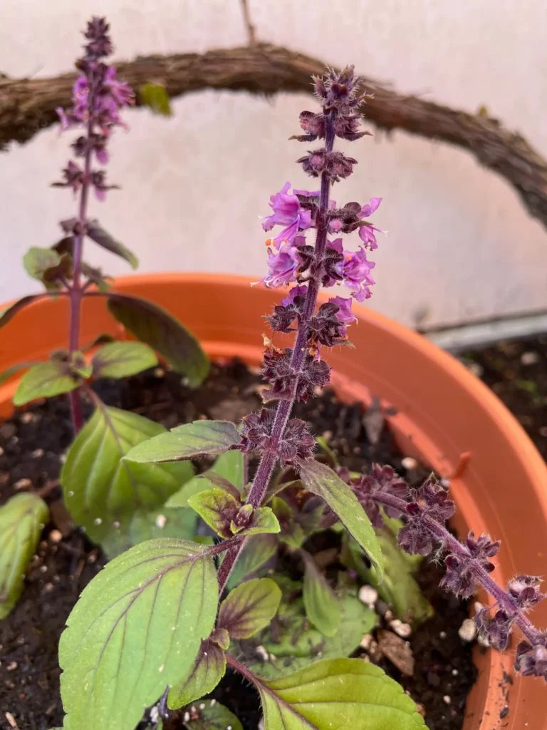 Thai-Basilikum in Blüte mit lila Stängeln und grünen Blättern im Topf