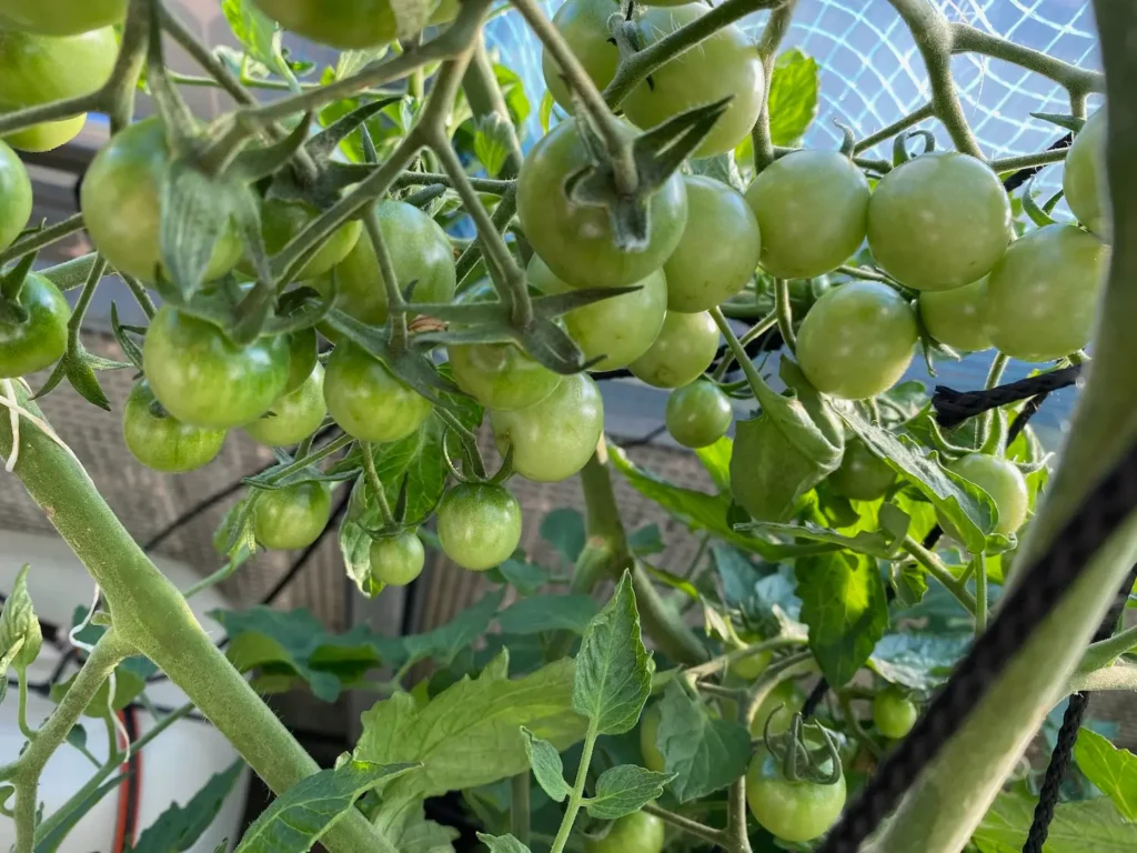 Grüne, unreife Tomaten an der Pflanze