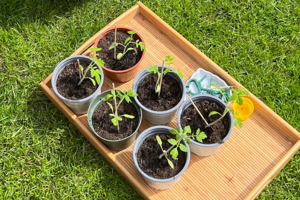 Junge Tomatenpflanzen in kleinen Töpfen bei der Vorkultur auf einem Holztablett im Gras