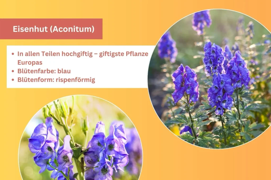 Blauer Eisenhut in voller Blüte – giftigste Pflanze Europas