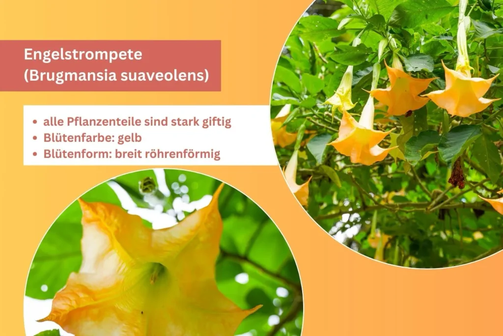 Gelbe Engelstrompete mit großen trompetenförmigen Blüten