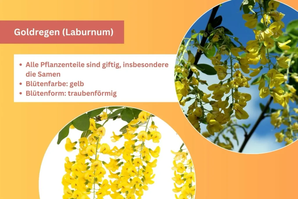 Goldregen mit langen gelben Blütentrauben im Frühling