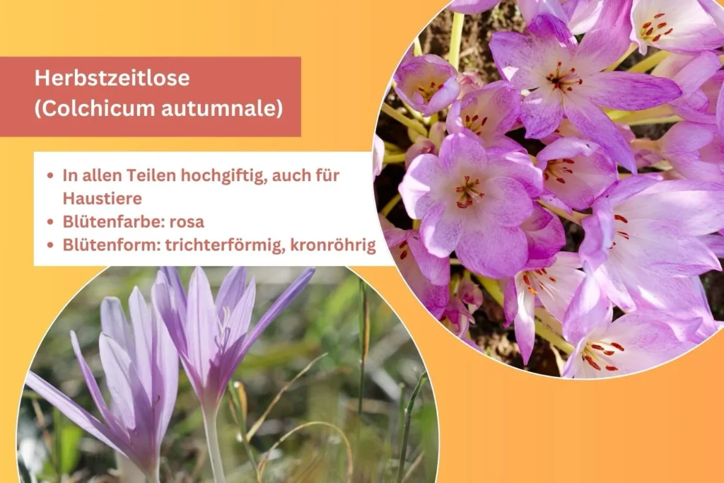 Rosa blühende Herbstzeitlose auf einer Wiese im Spätsommer