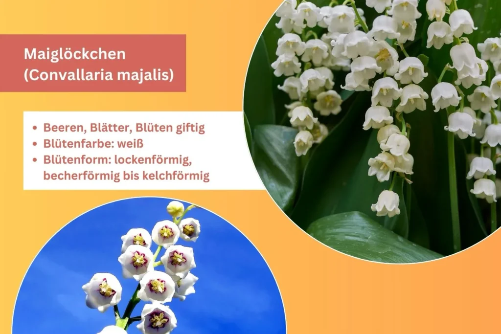 Weiße glockenförmige Blüten des Maiglöckchens