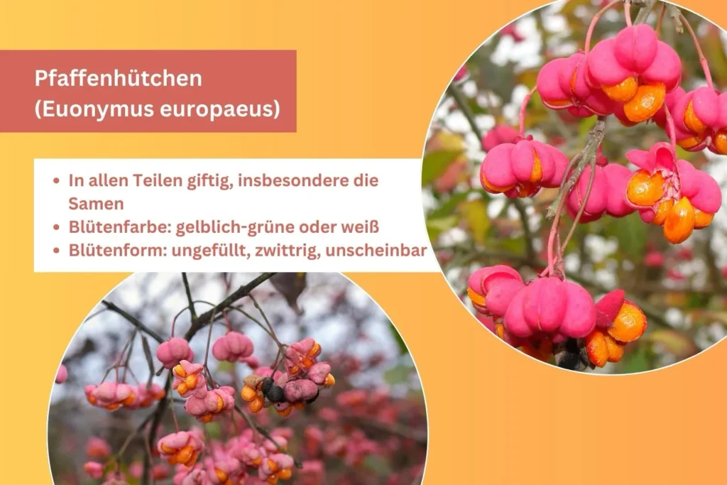 Pfaffenhütchen-Strauch mit rosa-orangen Früchten im Herbst