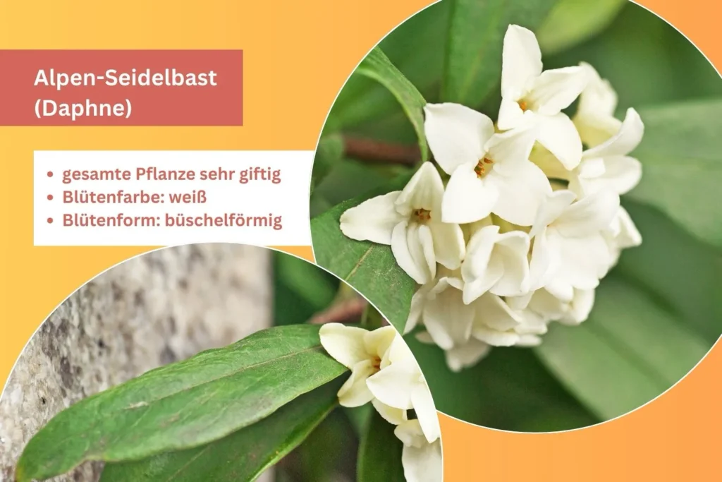 Weiß blühender Seidelbast