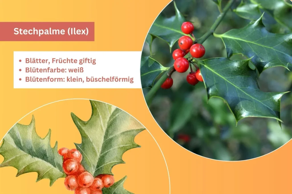Immergrüne Stechpalme mit roten Beeren