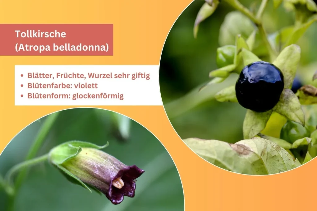 Tollkirsche mit violetter Blüte und schwarzer Beere – hochgiftige Pflanze in Deutschland