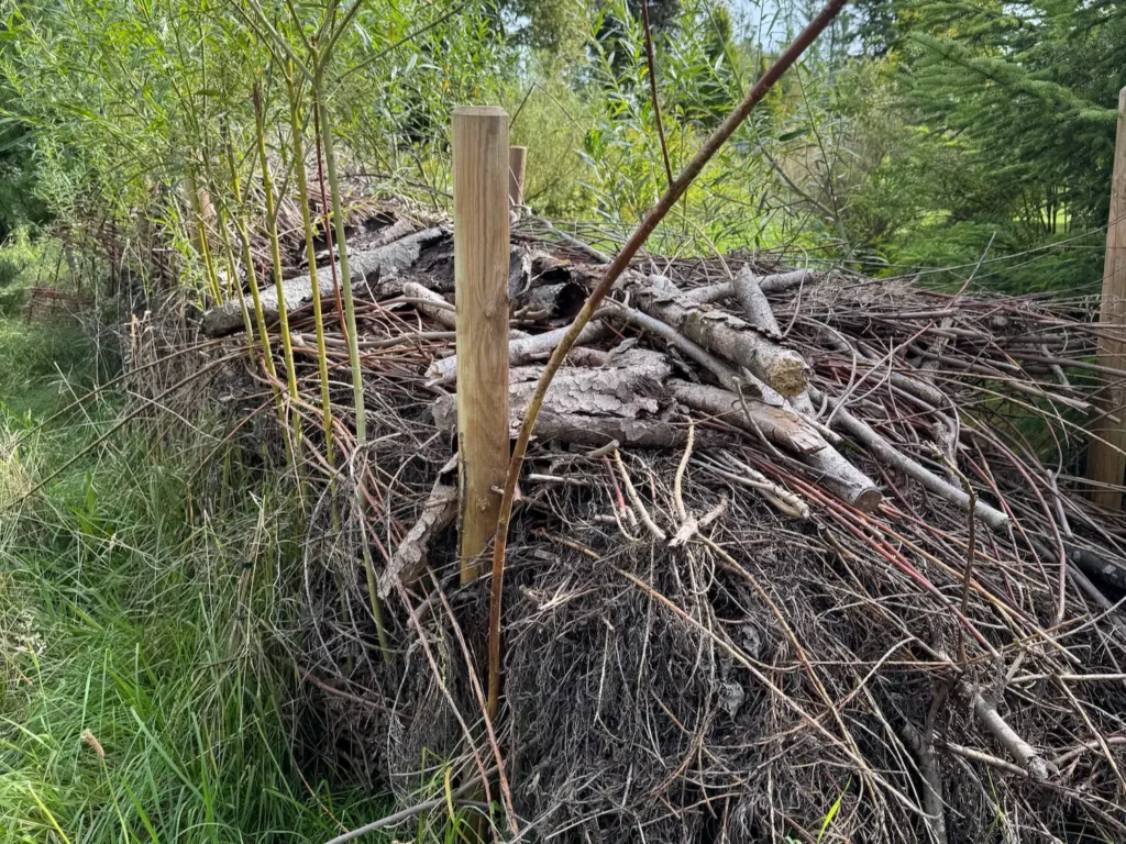 Bereits verwitterte Benjeshecke in einem Wald