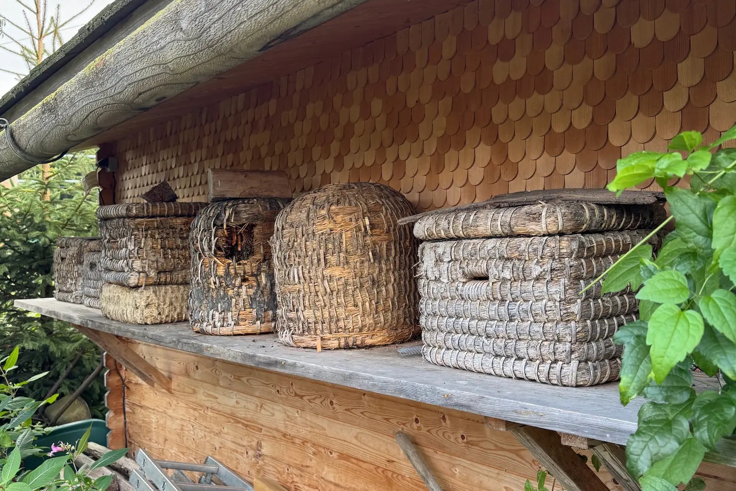Bienen halten im Garten – so gelingt dein Einstieg