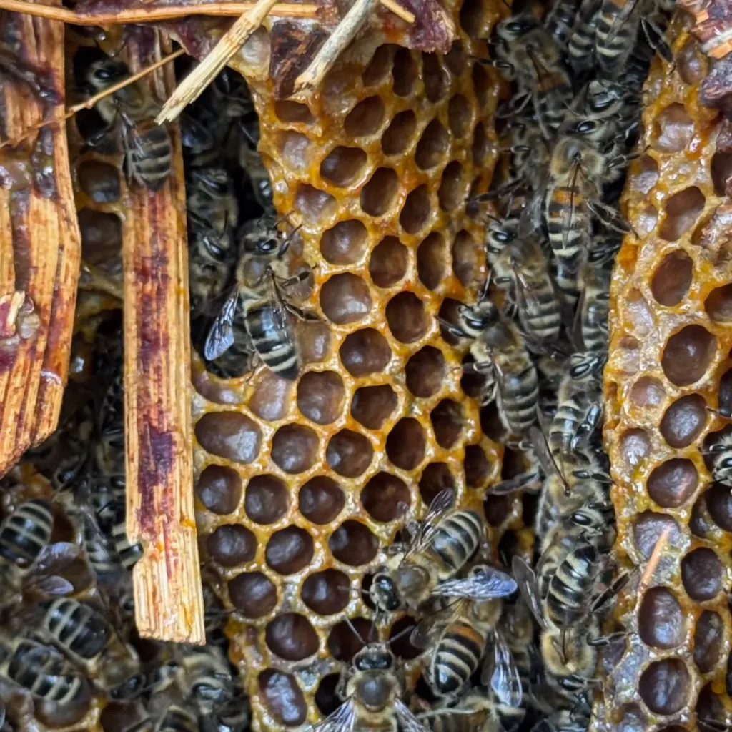 Nahaufnahme eines Bienenvolkes auf Honigwaben.