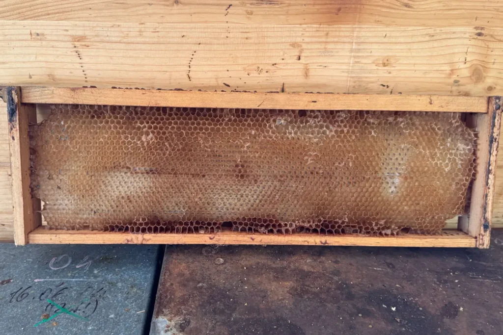Honigwabe im Holzrahmen, teilweise verdeckelt, für die Imkerei.