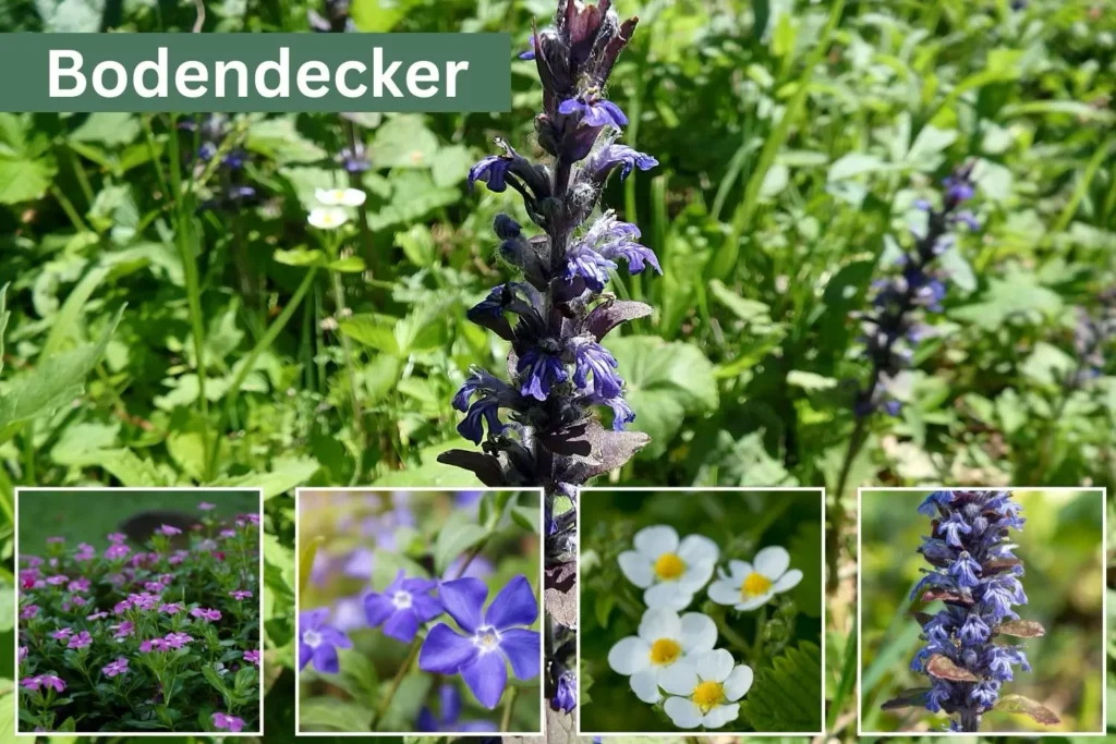 Bodendecker im Naturgarten – Kriechender Günsel, Immergrün und Wald-Erdbeeren als blühende Pflanzen für Insekten und Fledermäuse.