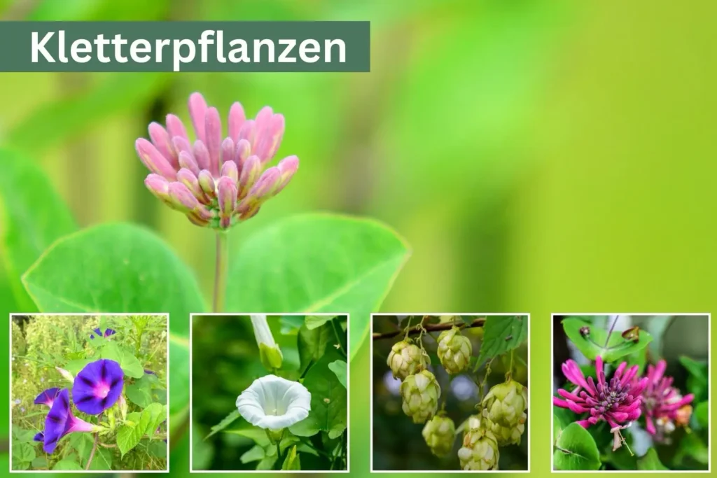 Kletterpflanzen im Naturgarten – Wald-Geißblatt, Hopfen und Zaunwinde als wichtige Blühpflanzen für Insekten und Fledermäuse.