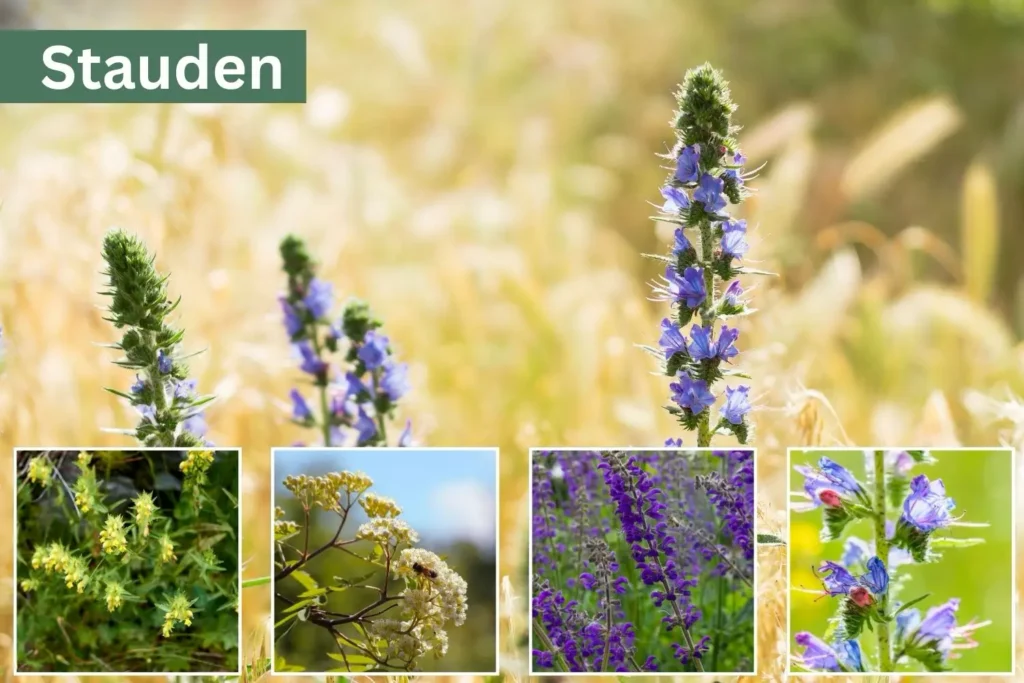 tauden im Naturgarten – Natternkopf, Wiesen-Salbei, Klappertopf und Wiesen-Bärenklau locken Insekten an und fördern Fledermäuse.