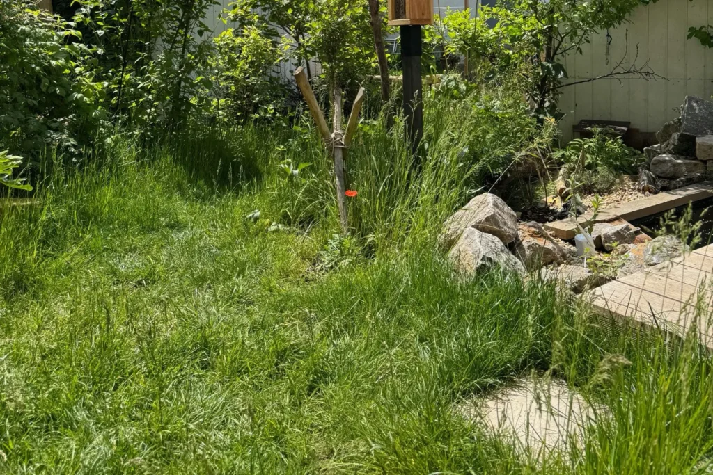 Grüner Naturgarten mit hohem Rasen, kleinem Teich und naturbelassenen Strukturen.