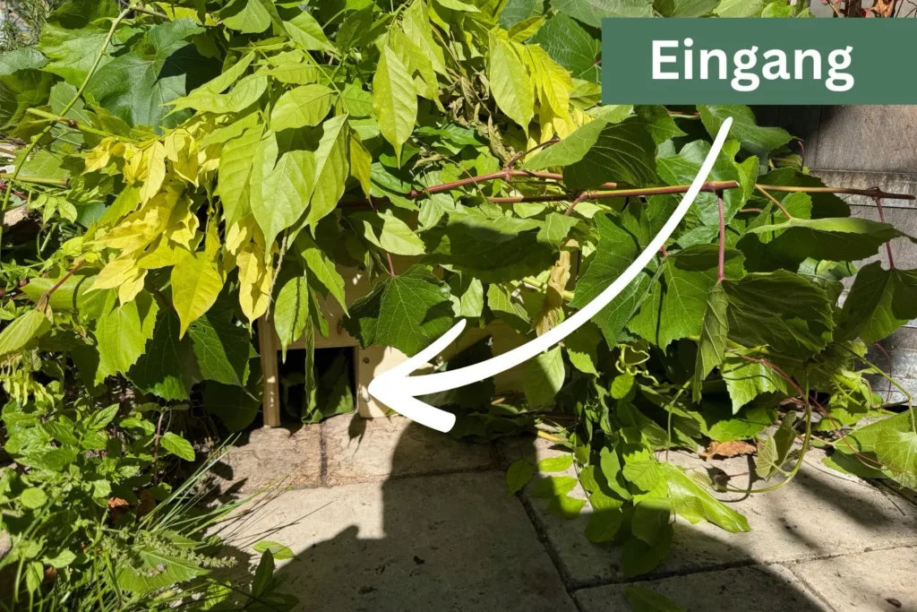Eingangsbereich eines Igelhauses, von Blättern und Zweigen verdeckt, mit markiertem Eingang.