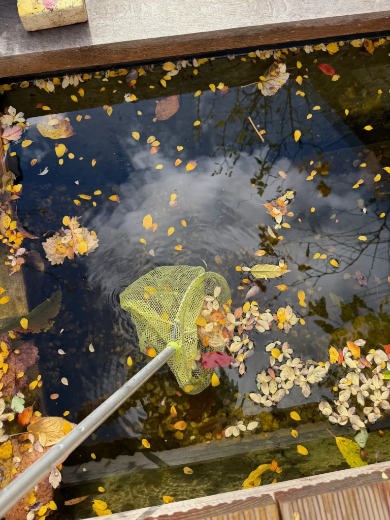 Kescher mit grünem Netz, der durch einen Teich gezogen wird um Blätter zu entfernen.