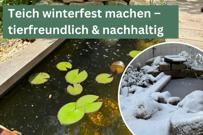 Teich im Herbst vorbereiten: So machst du ihn winterfest – tierfreundlich & nachhaltig Kleiner Teich im Sommer mit einem Miniturbild, das den Teich im Winter zeigt.