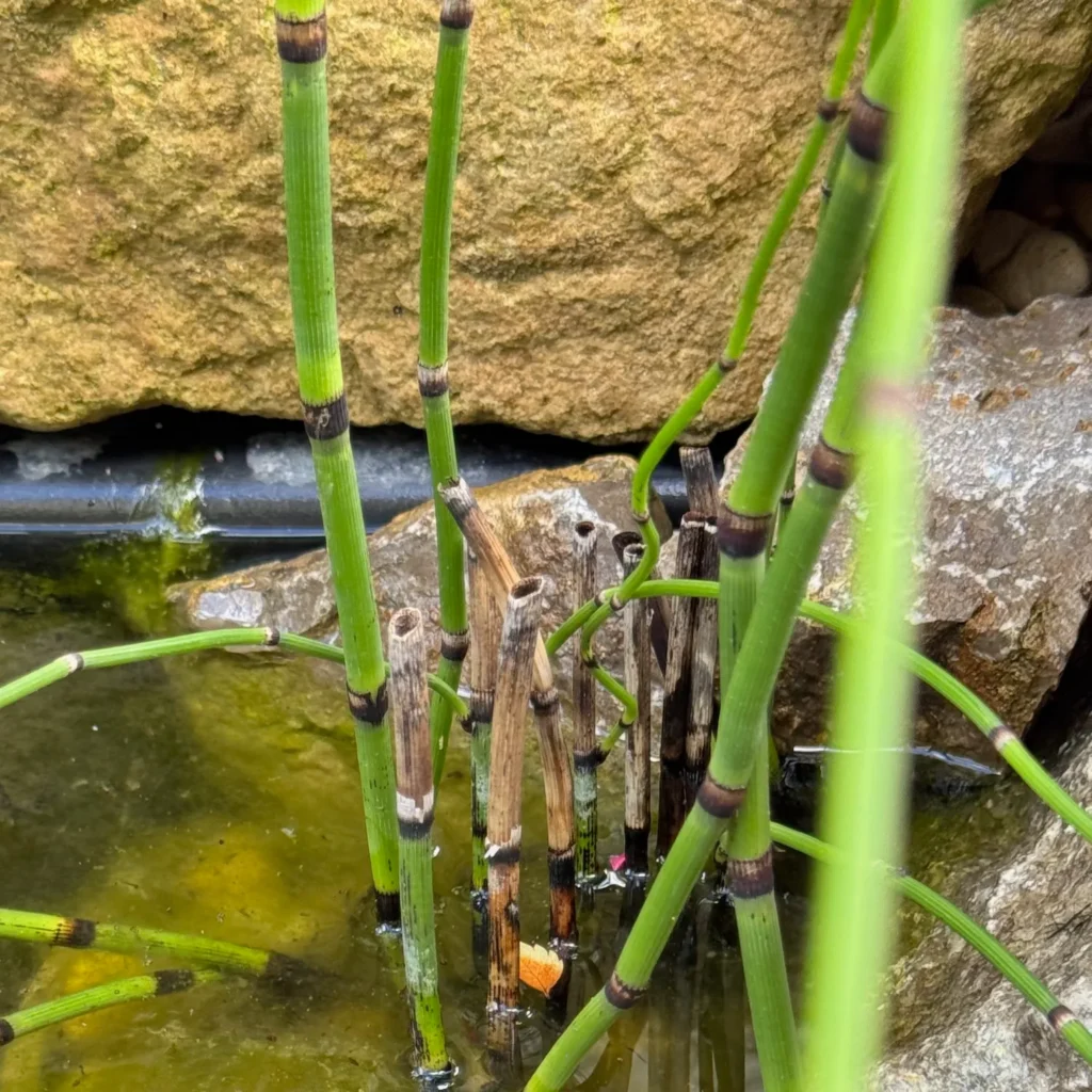 Schachtelhalm am Teichrand, teilweise zurückgeschnittene Halme im Wasser.