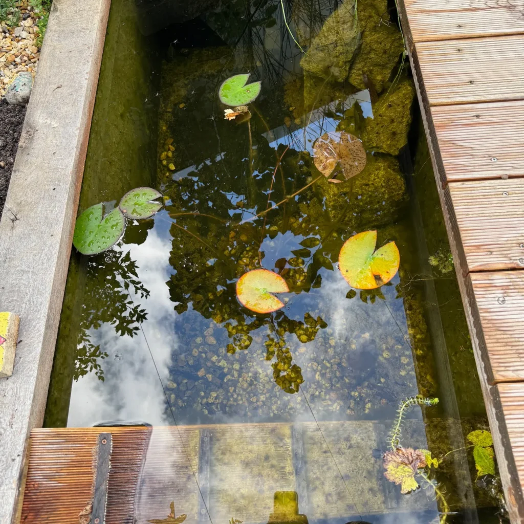 Kleiner Gartenteich mit grünen und gelben Seerosenblättern im Herbst.