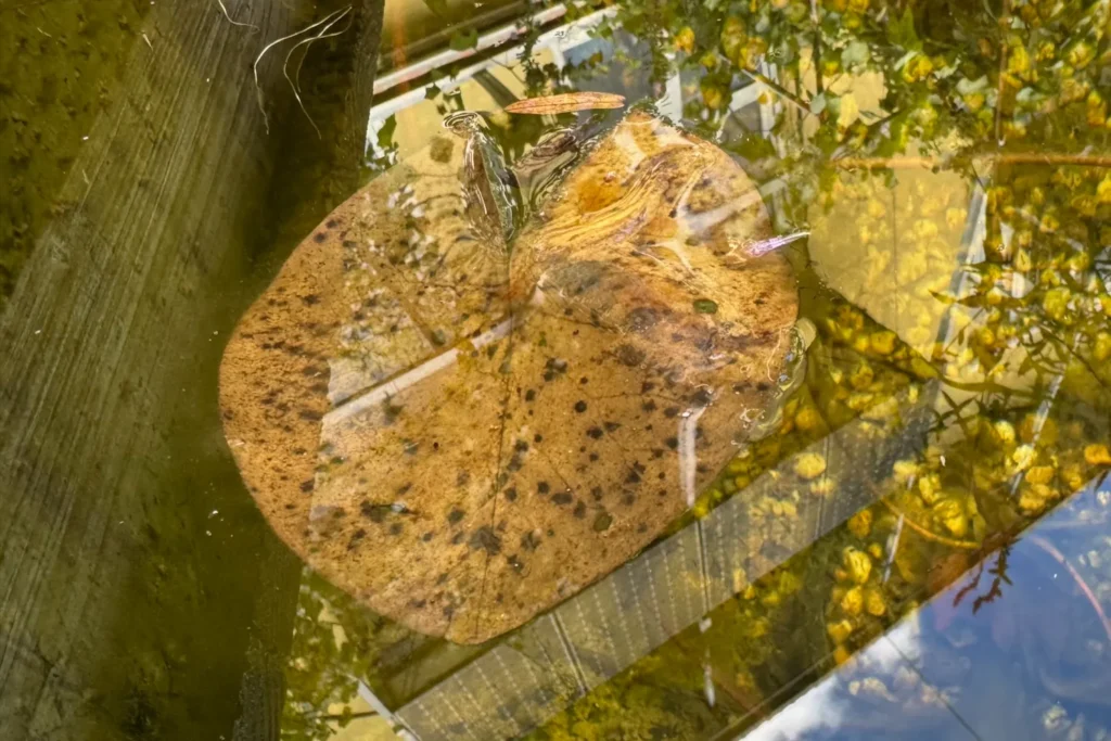 Verrottendes Seerosenblatt schwimmt auf der Wasseroberfläche.