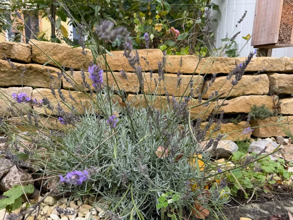 Lavendelbusch mit vertrockneten Blüten vor einer Natursteinmauer.