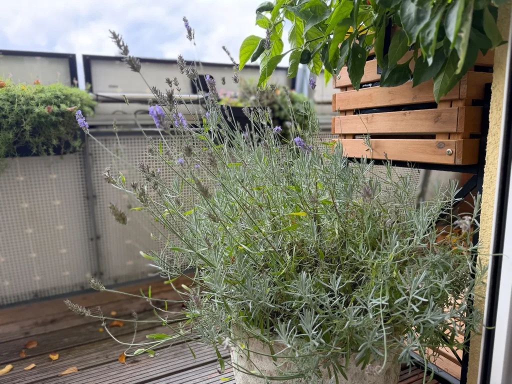 Lavendeltopf mit langen, vertrockneten Blüten auf einem Balkon.