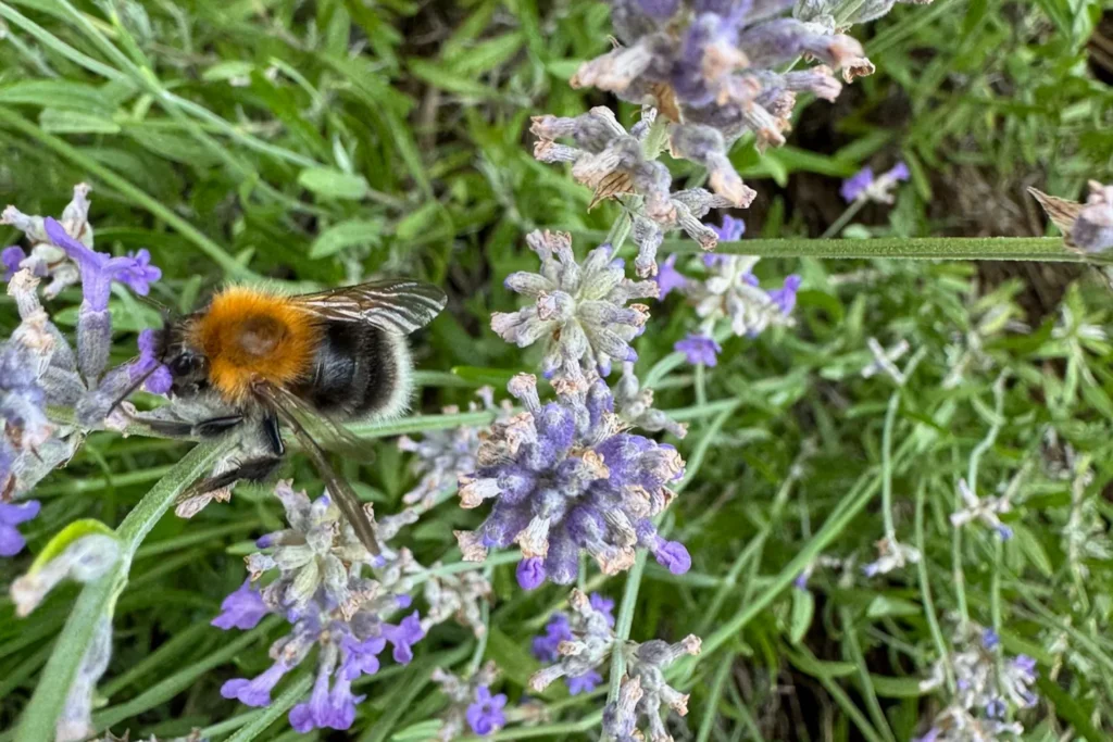Nahaufnahme einer Hummel auf Lavendelblüten.