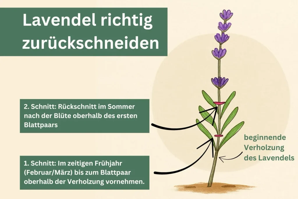 Illustration: Lavendel im Frühjahr und Sommer zurückschneiden – bis oberhalb der Verholzung oder des ersten Blattpaars.