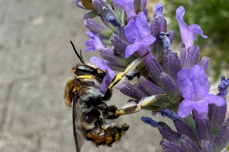Makroaufnahme einer Wollbiene auf lilafarbenem Lavendel.