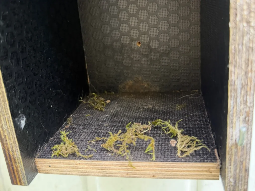 Blick in den geöffneten Nistkasten mit Moosresten vom alten Vogelnest