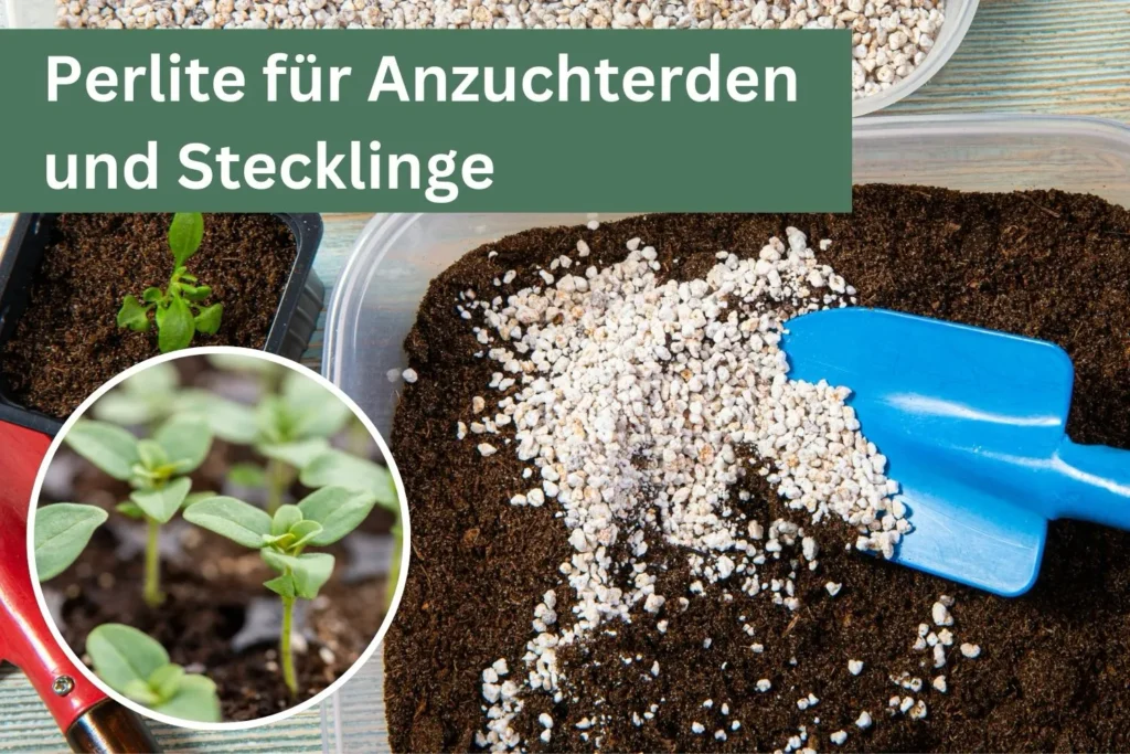 Perlite wird mit Erde für Anzucht und Stecklinge gemischt, daneben junge Pflänzchen.